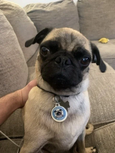 Brixton | Pug Rescue of Austin